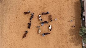 הסוסים בחווה הטיפולית, צילום: איל דמרי